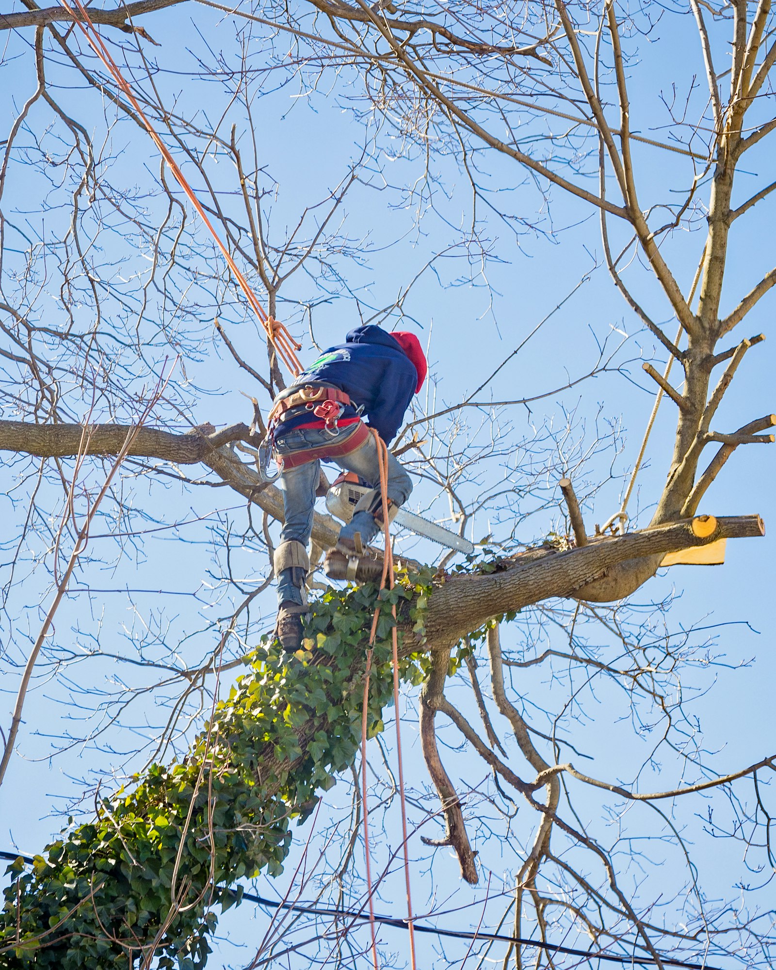 Tree service worker arborist pruning large branches and cutting down large maple tree with chainsaw